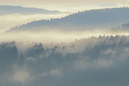 Bild-Nr: 12152686 Wälder im Nebel Erstellt von: falconer59