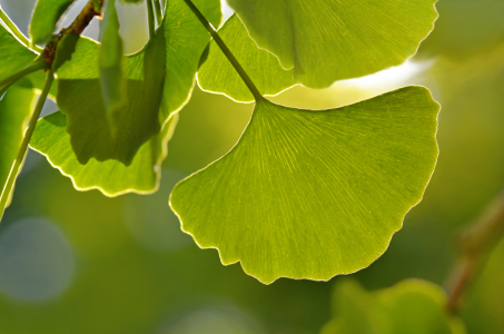 Bild-Nr: 12157310 Ginkgo Erstellt von: Atteloi