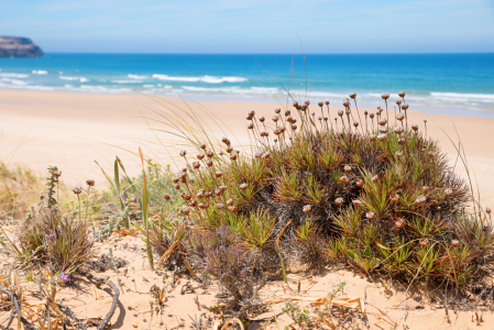 Bild-Nr: 12163151 Dünenflora am Algarve Strand Portugal Erstellt von: SusaZoom