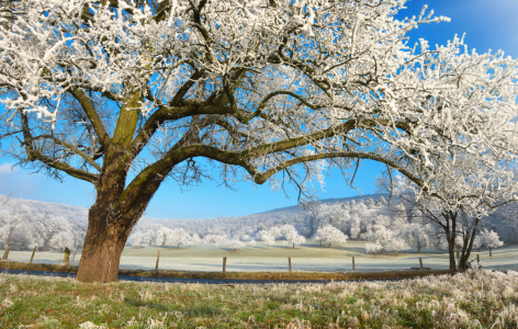 Bild-Nr: 12163290 mit Raureif bedeckter Baum im winterlichem Land Erstellt von: Smileus