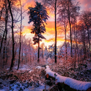 Bild-Nr: 12163311 Dramatischer winterlicher Sonnenuntergang im Wald Erstellt von: Smileus