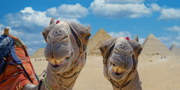 Bild-Nr: 12163894 Smiling Camels Erstellt von: Rucker