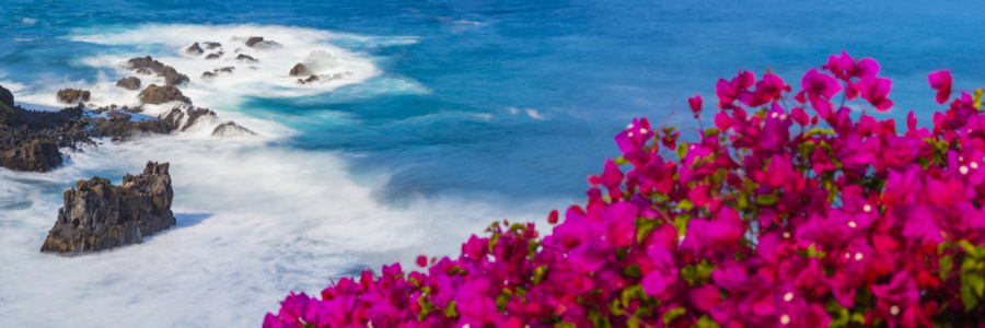 Bild-Nr: 12168520 Blühende Bougainvillea Erstellt von: Walter G. Allgöwer