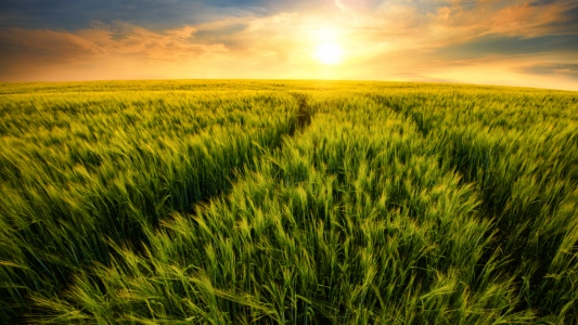 Bild-Nr: 12170795 Feld führt zur untergehenden Sonne Erstellt von: Smileus