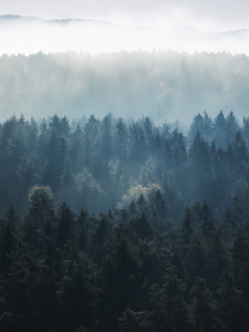 Bild-Nr: 12171577 Waldschattierungen Erstellt von: Daniela Beyer