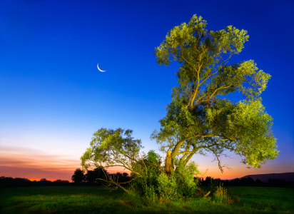 Bild-Nr: 12173984 Beleuchteter Baum vor tiefblauem Nachthimmel Erstellt von: Smileus
