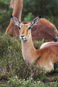 Bild-Nr: 12175310 Impala Erstellt von: DirkR