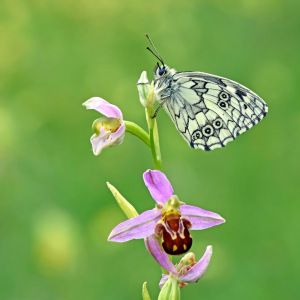 Bild-Nr: 12175391 Schachbrett auf Orchidee Erstellt von: GUGIGEI