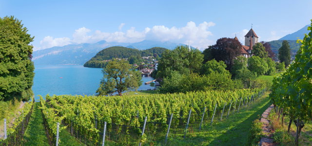 Bild-Nr: 12175636 Weinberg Spiez - Schlossblick u Thunersee Schweiz Erstellt von: SusaZoom