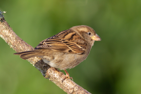 Bild-Nr: 12175639 Haussperling Erstellt von: DirkR