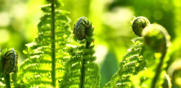 Bild-Nr: 12176525 Green heads Erstellt von: youhaveadream