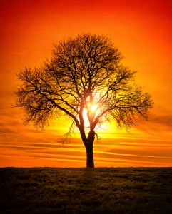 Bild-Nr: 12176671 Einsamer Baum mit leuchtender Sonne im Hintergrund Erstellt von: Smileus