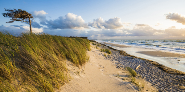 Bild-Nr: 12177158 Darßer Weststrand an der Ostsee Erstellt von: dieterich