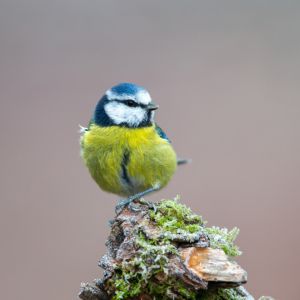 Bild-Nr: 12179689 Blaumeise Erstellt von: DirkR