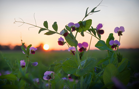 Bild-Nr: 12180590 Sweet Pea at Sunset Erstellt von: SusaZoom