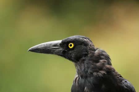 Bild-Nr: 12184942 Pied Currawong Erstellt von: DirkR