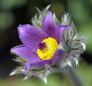 Bild-Nr: 12187506 Pulsatilla Erstellt von: GUGIGEI