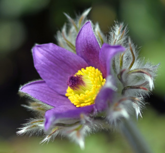 Bild-Nr: 12187506 Pulsatilla Erstellt von: GUGIGEI