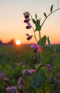 Bild-Nr: 12188998 Sweet Pea at Sunset II Erstellt von: SusaZoom