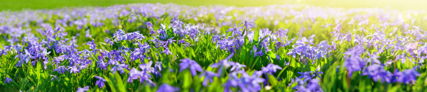 Bild-Nr: 12189536 Blaue Glockenblumen auf sonnenbeschienener Wiese Erstellt von: Smileus