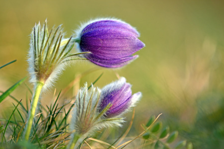 Bild-Nr: 12189565 Pulsatilla II Erstellt von: GUGIGEI