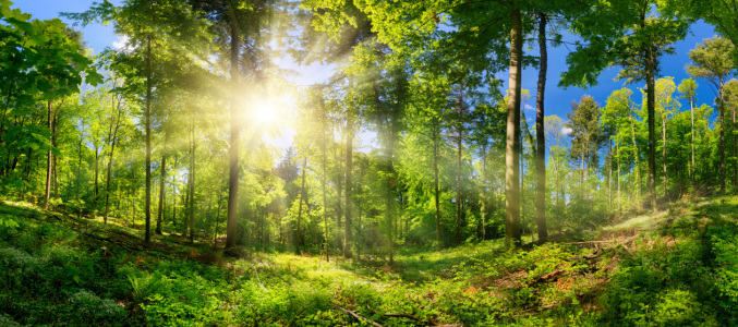 Bild-Nr: 12189817 Schön beleuchtete Waldlichtung im Frühling Erstellt von: Smileus