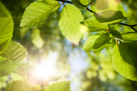 Bild-Nr: 12189819 Nahaufnahme von günen Blättern mit Bokeh und Sonne Erstellt von: Smileus