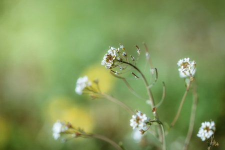 Bild-Nr: 12190378 Springtime Erstellt von: MartinaW