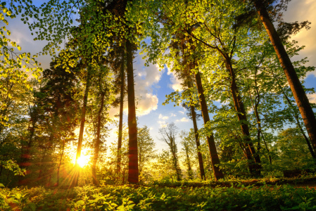 Bild-Nr: 12191770 Waldweg in wunderschöner Abendsonne Erstellt von: Smileus