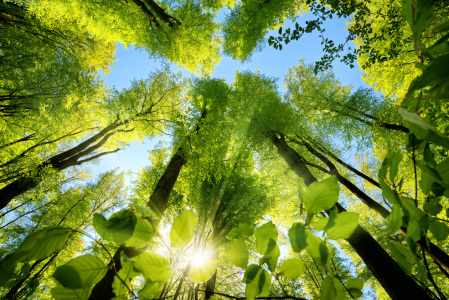 Bild-Nr: 12192081 Grünes Blätterdach im Wald mit Sonne Erstellt von: Smileus