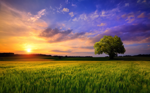 Bild-Nr: 12193599 Bunter Sonnenuntergang auf freiem Feld Erstellt von: Smileus