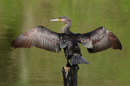 Bild-Nr: 12195381 Kormoran Erstellt von: falconer59