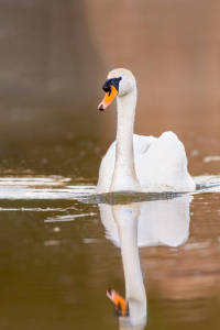 Bild-Nr: 12195807 Höckerschwan Erstellt von: DirkR