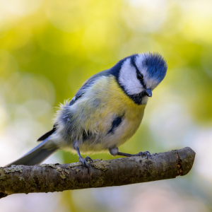 Bild-Nr: 12196051 Blaumeise -  Cyanistes caeruleus Erstellt von: Richard-Young