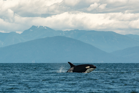 Bild-Nr: 12196862 Orca Erstellt von: online-ms