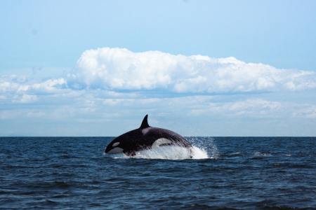 Bild-Nr: 12196863 Orca Erstellt von: online-ms