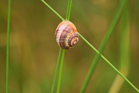 Bild-Nr: 12196960 Schnecke Erstellt von: GUGIGEI