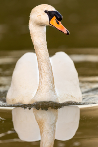 Bild-Nr: 12197102 Höckerschwan Erstellt von: DirkR