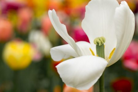 Bild-Nr: 12197876 Tulpenblüte  Erstellt von: MartinaW