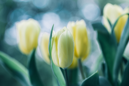 Bild-Nr: 12198505 Tulpen im Licht Erstellt von: MartinaW