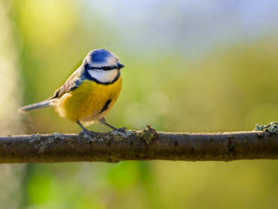 Bild-Nr: 12199458 Blaumeise - Cyanistes caeruleus Erstellt von: Richard-Young