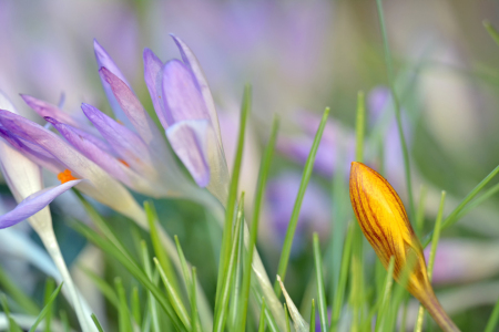 Bild-Nr: 12200524 Frühlingsblüten Erstellt von: Ostfriese