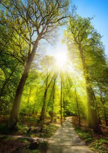 Bild-Nr: 12201074 Die Sonne scheint durch Bäume im Park Erstellt von: Smileus