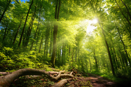 Bild-Nr: 12201075 Helle Sonnenstrahlen im Wald Erstellt von: Smileus