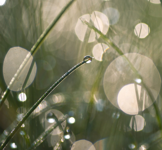 Bild-Nr: 12201265 Wassertropfen im Gras Erstellt von: Tanja Riedel