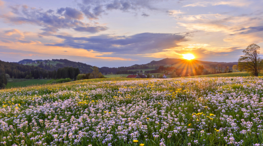 Bild-Nr: 12201610 Blumenwiese bei Sonnenuntergang im Frühling Erstellt von: Andreas Föll