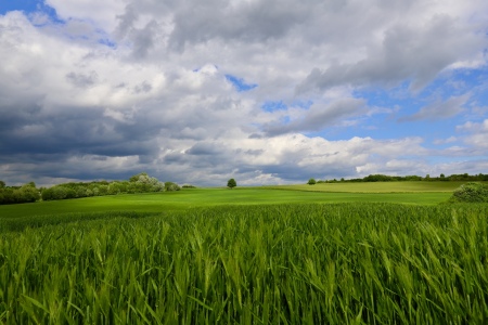 Bild-Nr: 12201825 wind im Roggenfeld  Erstellt von: Amazone54