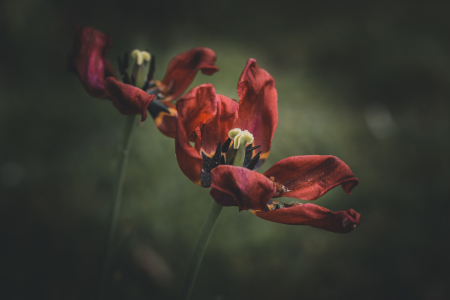 Bild-Nr: 12201848 Lovely faded tulips Erstellt von: MartinaW