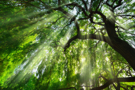 Bild-Nr: 12203435 Lichtstahlen fallen durch majestätischen Baum Erstellt von: Smileus