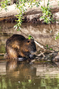 Bild-Nr: 12203471 Nutria Erstellt von: DirkR